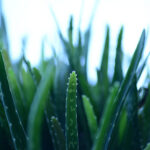 aloe-vera-aloe-barbadensis-lily-of-the-desert-desert-lily-preview