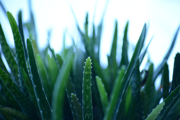 aloe-vera-aloe-barbadensis-lily-of-the-desert-desert-lily-preview