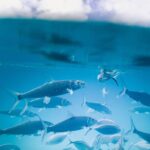 school-of-fish-underwater-shot