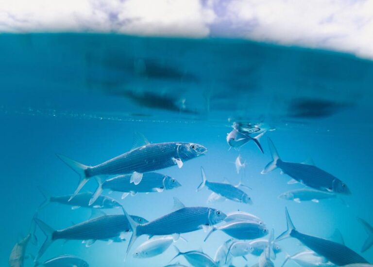 school-of-fish-underwater-shot