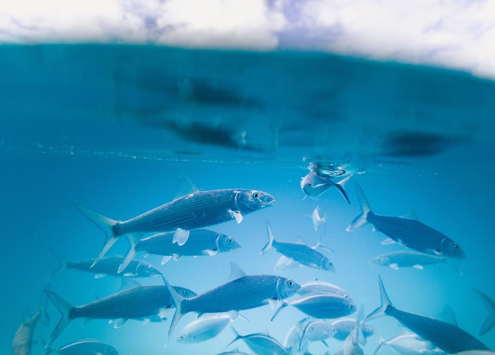 school-of-fish-underwater-shot